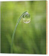 Grass Blade Dew Drop Wood Print