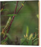 Grasshopper Holding On Wood Print