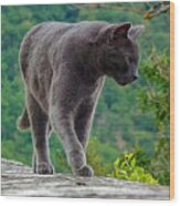 Gray Cat Stalking Wood Print