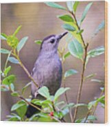 Gray Catbird Posing Wood Print
