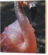 Gray Flamingo Wood Print