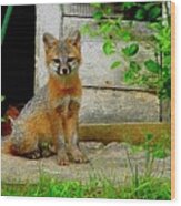 Gray Fox Kit Wood Print