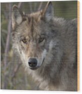 Gray Wolf Canis Lupus Portrait, Alaska Wood Print