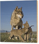Gray Wolves Playing Wood Print