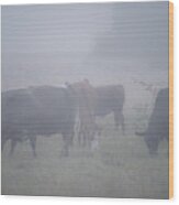 Grazing Cows In The Mist Wood Print