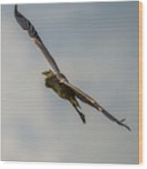 Great Blue Heron Gliding In Wood Print