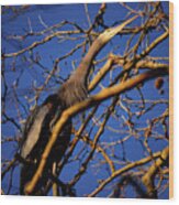 Great Blue Heron Nesting 2017 - 3 Wood Print