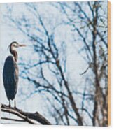 Great Blue Heron Sitting In A Tree Wood Print