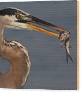 Great Blue Heron W/catfish Wood Print