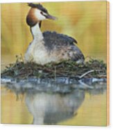 Great Creasted Grebe On Nest Wood Print