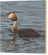 Great Crested Grebe Wood Print