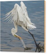 Great Egret And Fish 6636-120117-1cr Wood Print