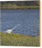 Great Egret Wood Print