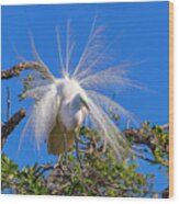 Great Egret In Breeding Plumage Wood Print