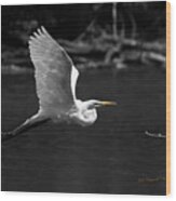 Great Egret In Bw Wood Print