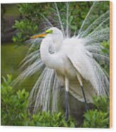 Great Egret Nesting St. Augustine Florida Coastal Bird Nature Wood Print
