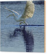 Great Egret Running Through A Marsh Wood Print