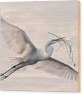 Great Egret With Nesting Material Wood Print