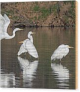Great Egrets 1489-011718-1cr Wood Print