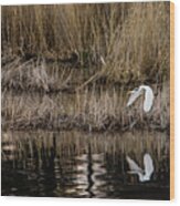 Great Egret's Flight To A New Position Wood Print