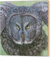 Great Gray Owl Flight Portrait Wood Print