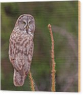 Great Gray Owl Pose Wood Print