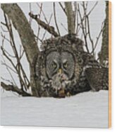 Great Grey Owl And Vole Wood Print