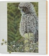 Great Grey Owl Wood Print