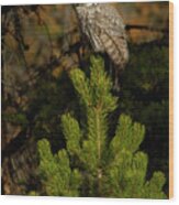 Great Grey Owl-signed-#4102 Wood Print