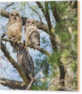 Great Horned Owl Family Wood Print