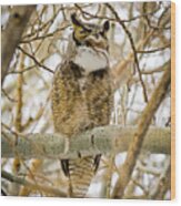 Great Horned Owl Wood Print