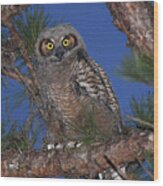 Great Horned Owl Juvenile Wood Print