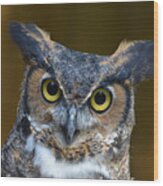 Great Horned Owl Portrait Wood Print