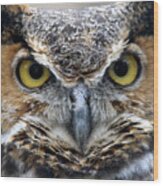 Great Horned Owl Smithtown New York Wood Print