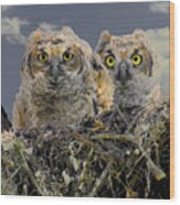 Great Horned Owlets Wood Print