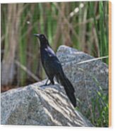 Great-tailed Grackle Wood Print
