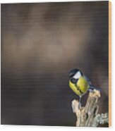 Great Tit On The Branch Wood Print