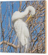 Great White Egret In Tree Wood Print