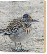 Greater Roadrunner Brief Pause Wood Print