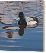 Greater Scaupe Wood Print