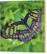 Green And Black Butterfly Wood Print
