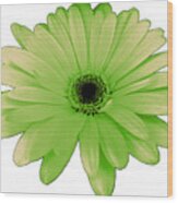 Green Daisy Flower Wood Print