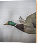 Green Head Fly By Wood Print