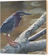 Green Heron Wood Print