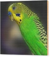 Green Parakeet Portrait Wood Print