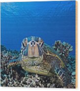 Green Sea Turtle  Chelonia Mydas , An Wood Print