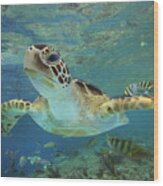 Green Sea Turtle Swimming Wood Print