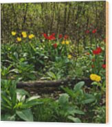 Green Yellow And Red - Tulip Forest Impressions Wood Print