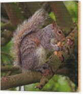 Grey Squirrel Wood Print