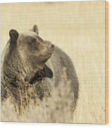 Grizzly Bear Wood Print